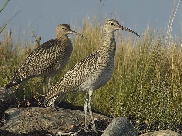 Kuovi, Eurasian Curlew, Numenius arquata